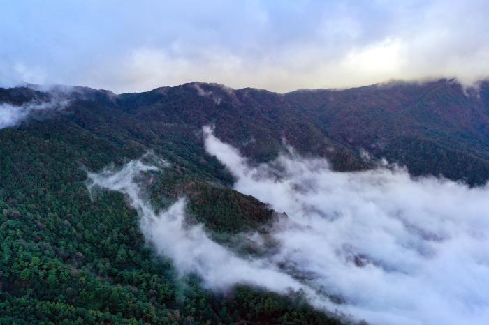 “禁区”变景区 揭秘现实版“云南虫谷”哀牢山