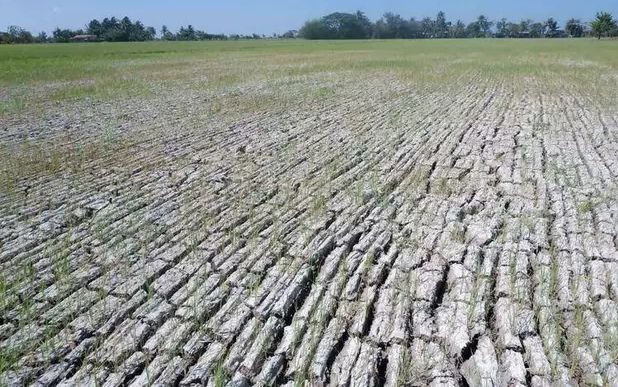 极端天气致菲律宾农业损失达59亿比索