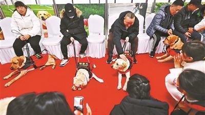 北京首家导盲犬培训基地揭牌