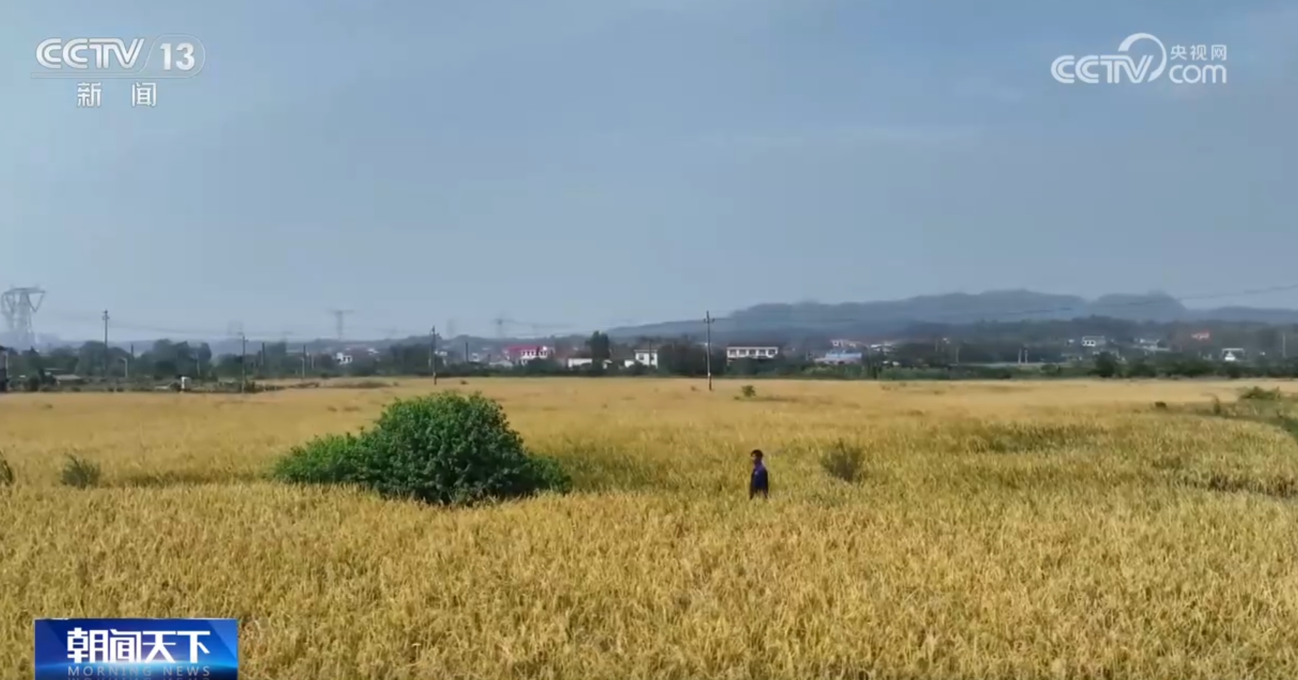 粮食主产区因地制宜探索新“稻”路 广袤田野上绘就好“丰”景